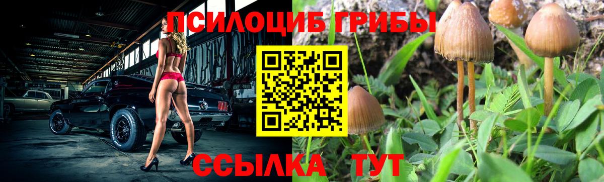 Прохладный  Псилоцибиновые грибы Psilocybe  Вход с VPN 